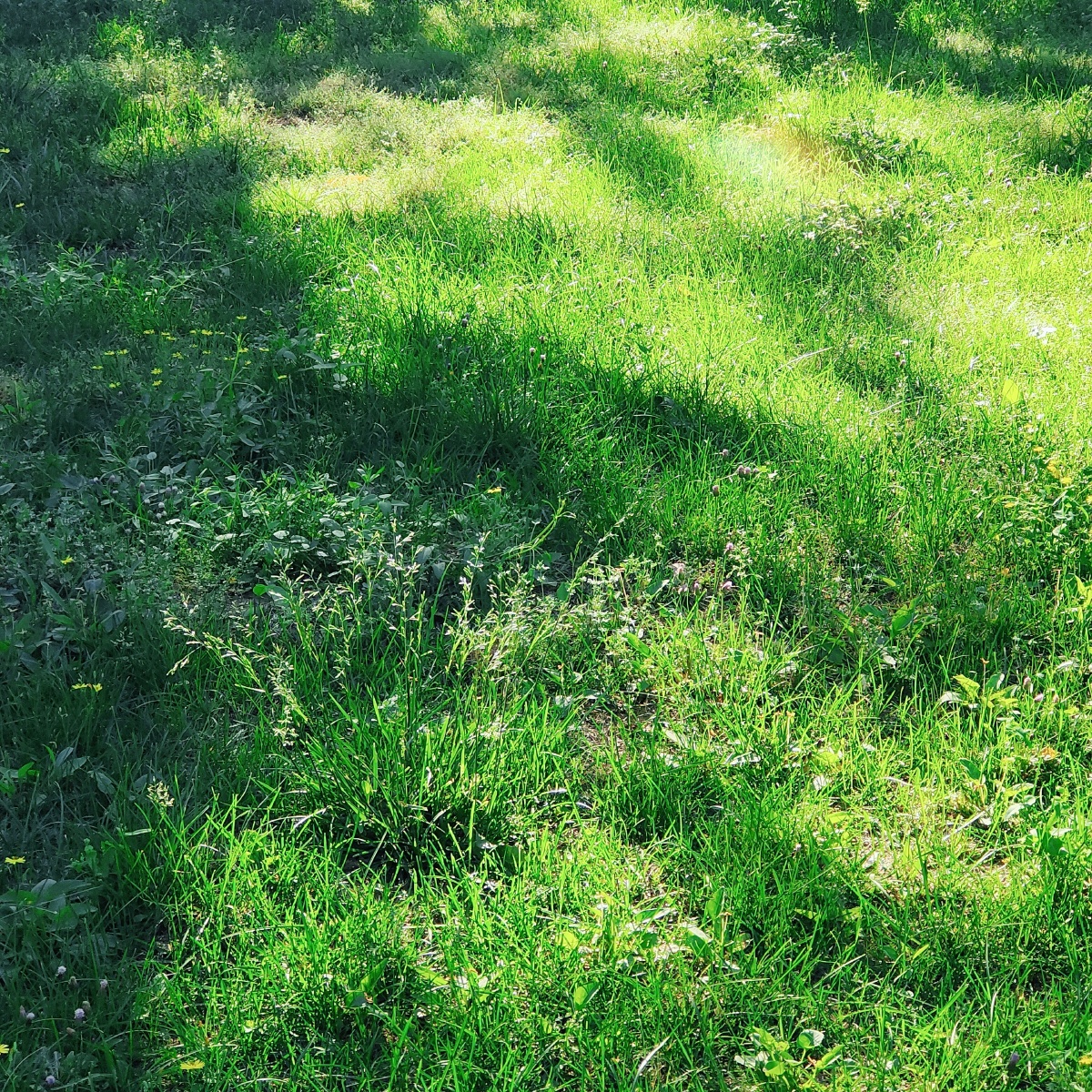 早上的阳光透过层层树叶洒在草坪上形成斑驳陆离的光影