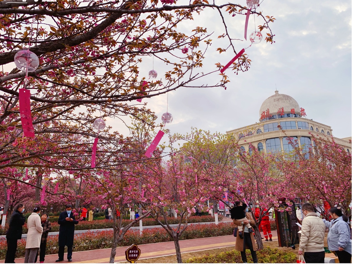 浪漫樱花富美鹤壁