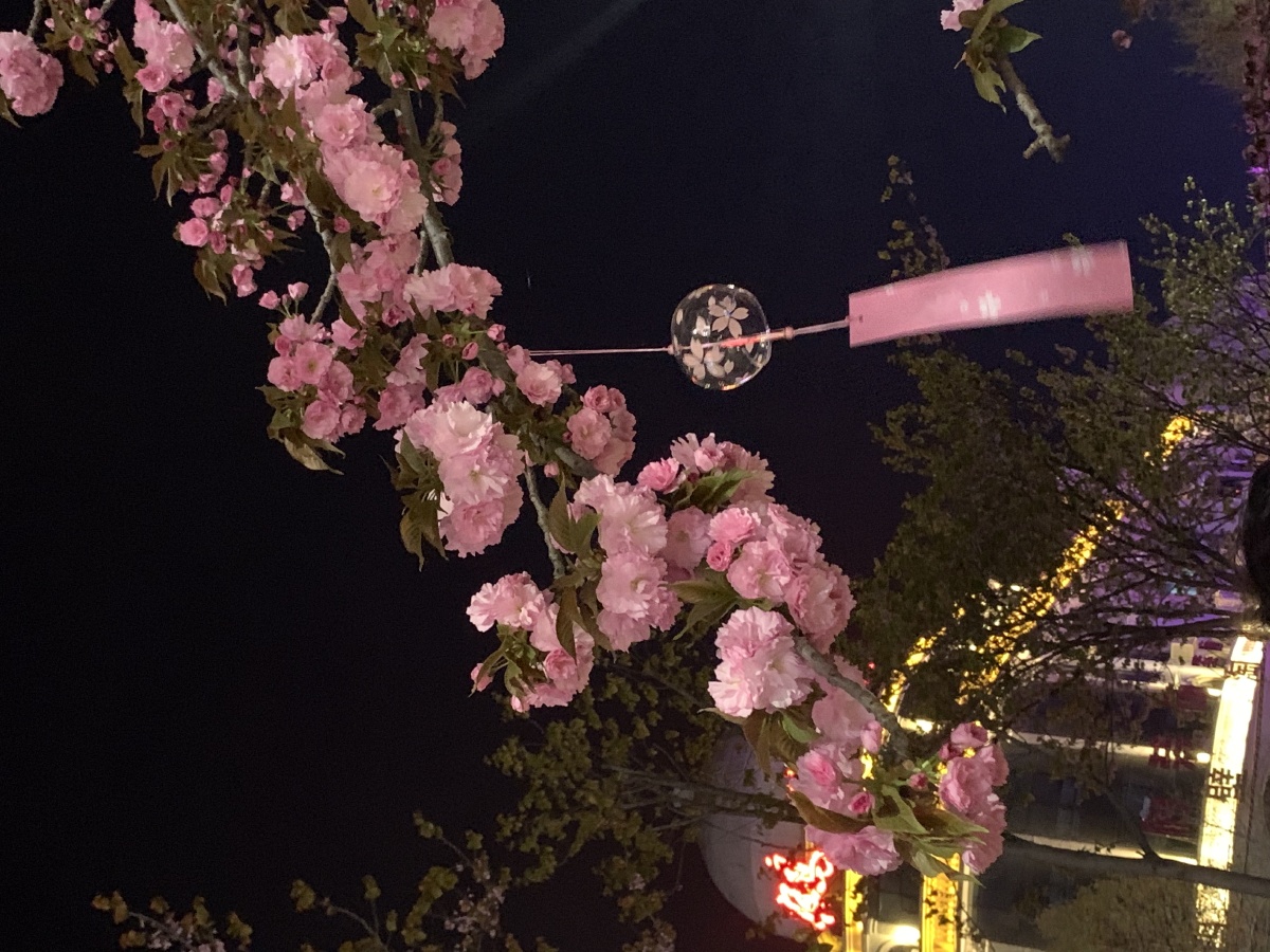 夜晚樱花