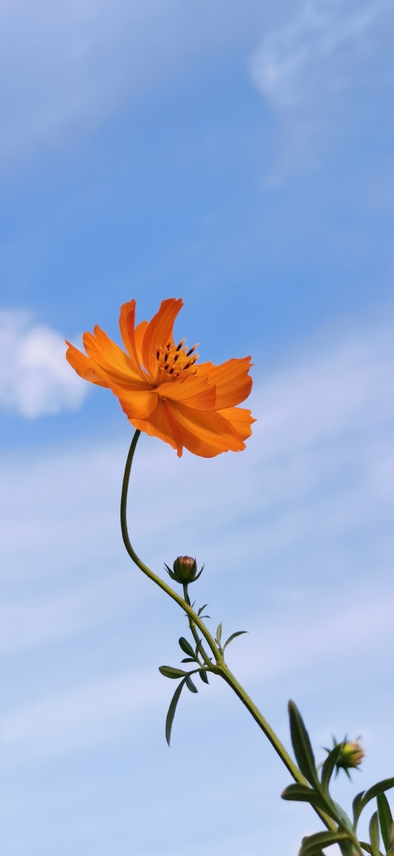 黄秋英(学名:cosmos sulphureus cav.)是菊科,秋英属一年生草本.