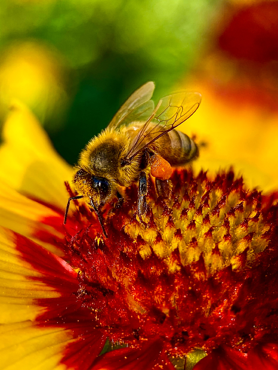 手机微距蜜蜂采蜜