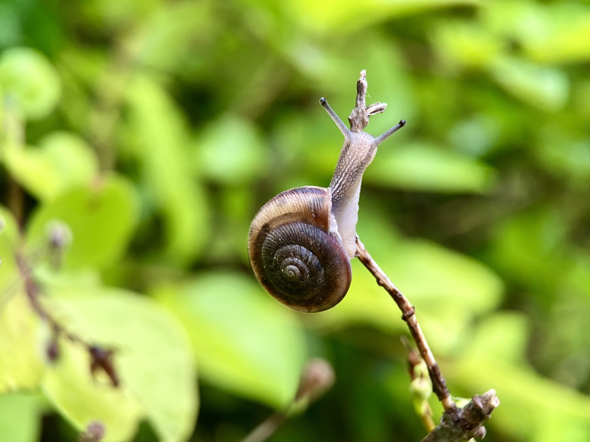 攀登者雨后草坪湿润蜗牛们都出来活动了一只勇敢的蜗牛沿着灌木丛树枝