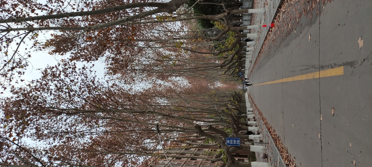 西工大冬天的梧桐树