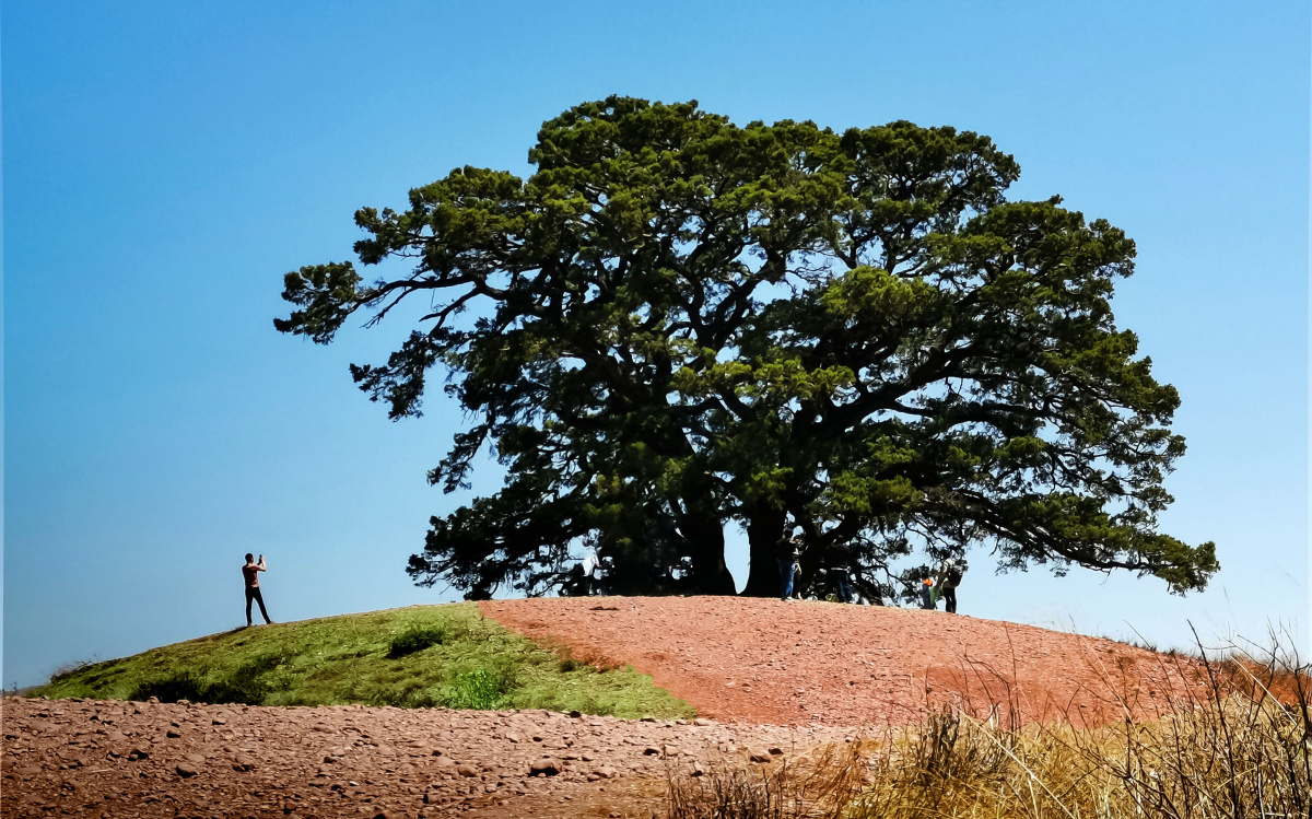 红土地的大榕树