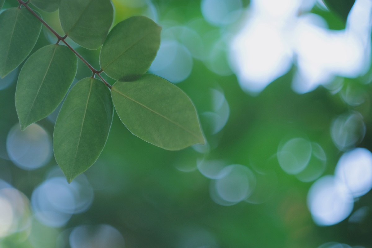 夏天是勃勃生机的绿色夏天是惬意宁静的时节
