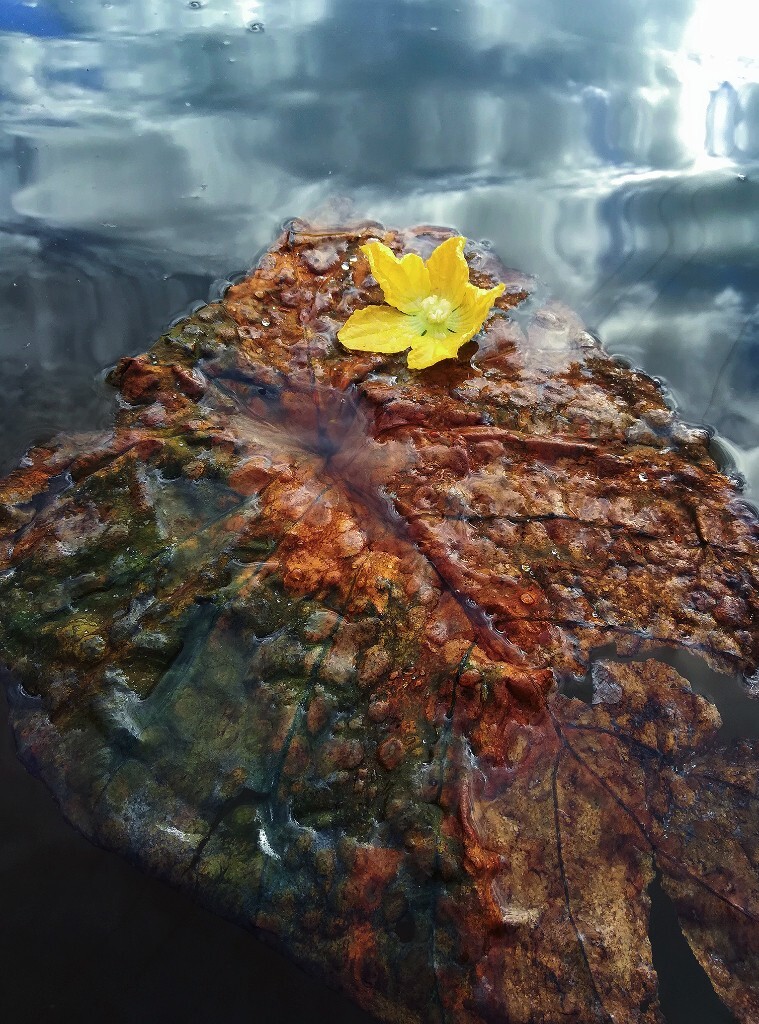 水中的叶和花