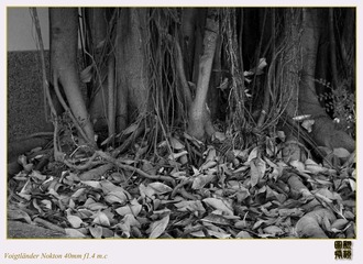 DSC01082-1.jpg