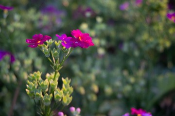 DSC01118.jpg