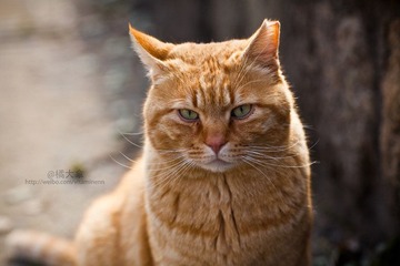 JZZ_img_1761.jpg