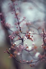 JZZ_img_1847.jpg