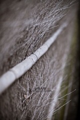JZZ_img_1839.jpg