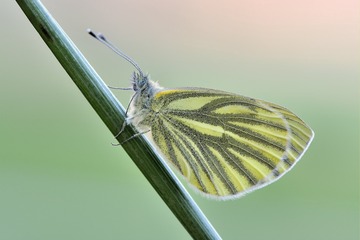 1306229