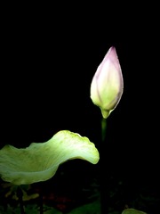 7109502F-5098-4E7D-BE54-D394A6ACA8A1/L0/001