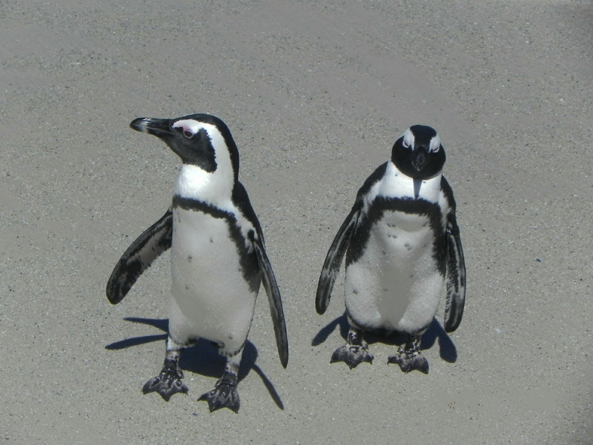 憨态可掬的南非小企鹅