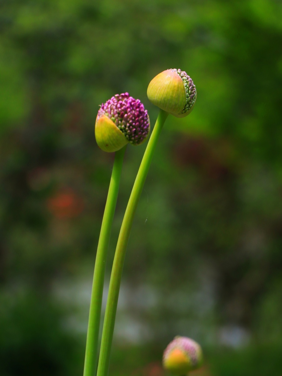 可爱的蒜头花第一次见呢