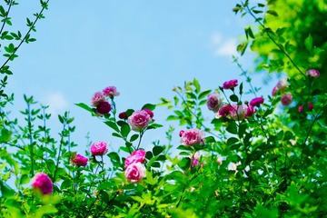 78118D04-B337-422D-902A-BC32B87DDA6B/L0/001