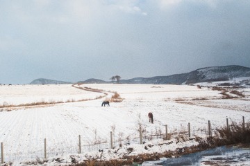 东北雪原17