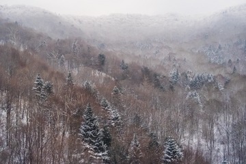 东北雪原62