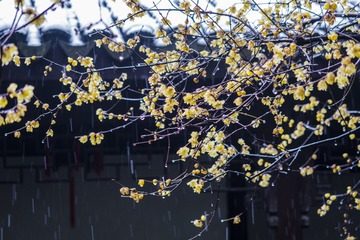 无锡江南民居19