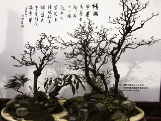 梅桩盆景5