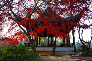 明孝陵栖息之地红叶