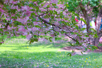 玉渊潭最后的晚樱
