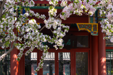 郭沫若故居海棠花开了