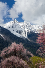 又见波密桃花开