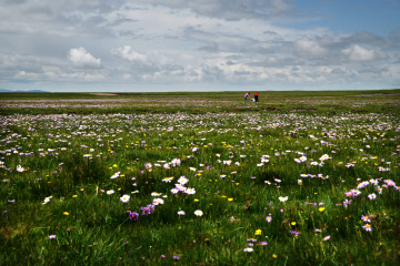 草原上花开的季节
