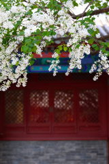 戒台寺盛开的丁香花