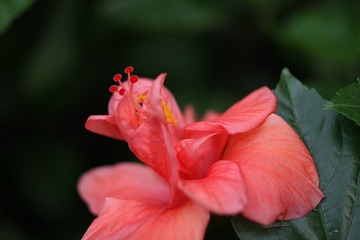 IMG_2100.JPG