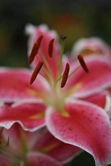 IMG_2086.JPG
