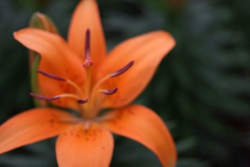 IMG_2082.JPG