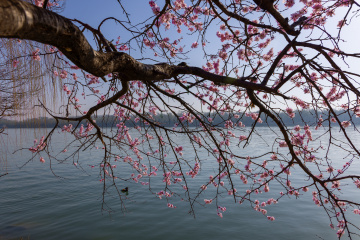 湖边盛开的小花
