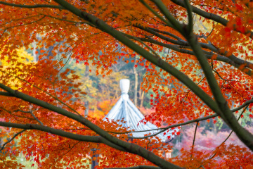 明孝陵枫叶红了