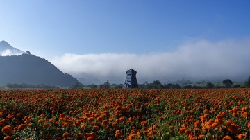 延庆四季花海