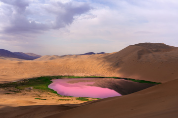 沙漠中的一抹粉色