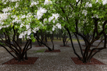 拍天坛公园丁香花