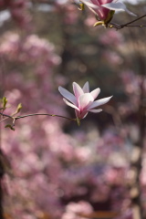 潭柘寺的玉兰花