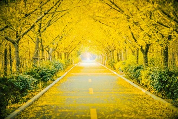 江苏邳州银杏大道