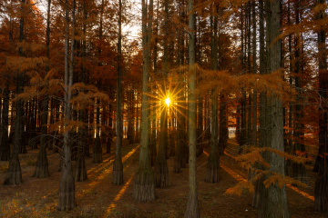 阳光透过红衫林