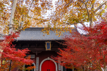 栖霞寺观红叶