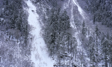 冰雪覆盖的森林