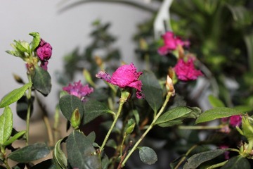 IMG_0374.JPG