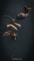 366308
