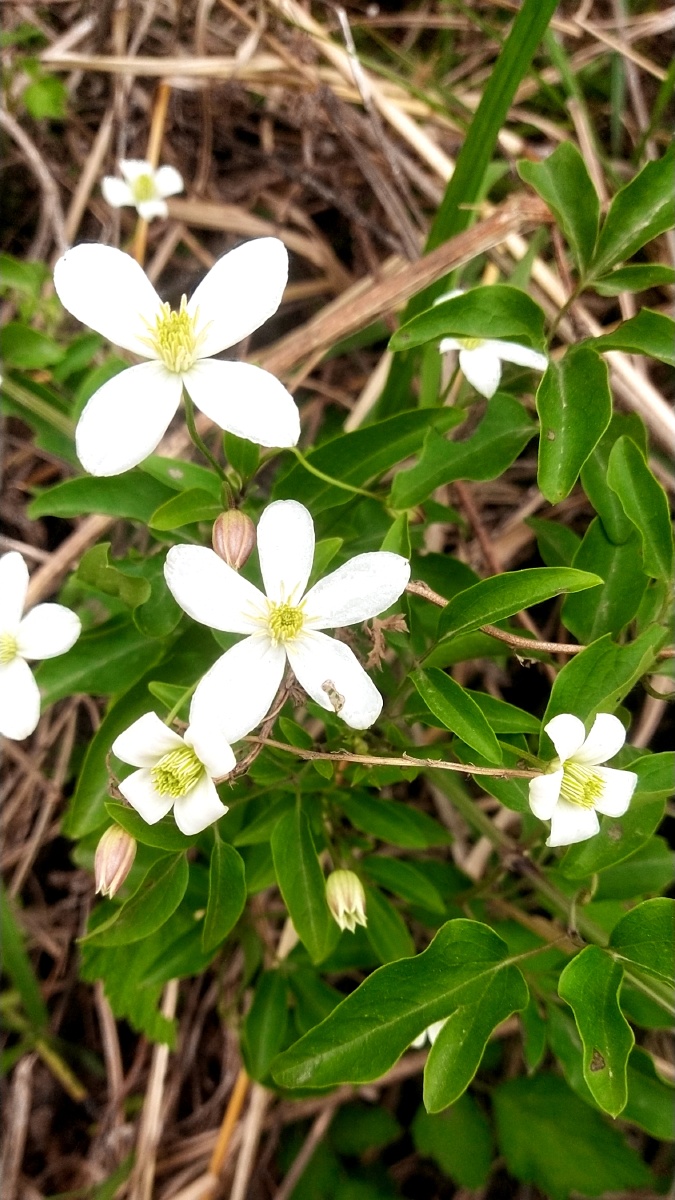 天空之境山间野花