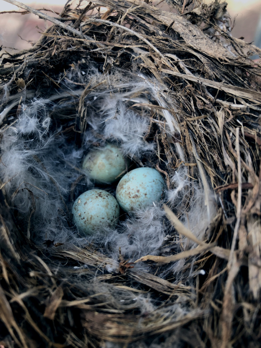 夏天烟筒里的鸟窝麻雀