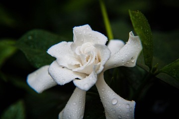 _MG_5656.jpg