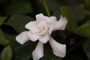 _MG_5657.jpg