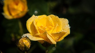 _MG_5662.jpg